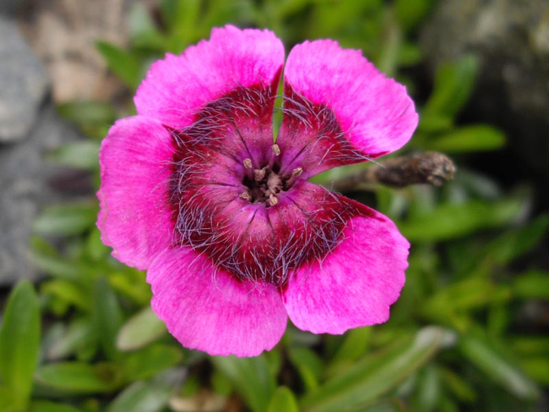 Dianthus alpinus 'Joans Blood' 3